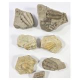 Fossil Calymene Meeki Trilobites (7)