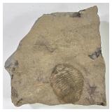 Rare Fossilized Trilobite In Limestone