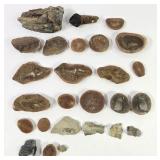 Petrified Wood, Marine Trilobites & Brachiopods