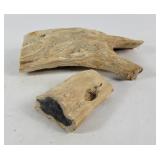 Petrified Wood Specimens