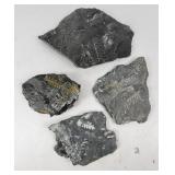 Fossilized Seed Fern Slabs (4)