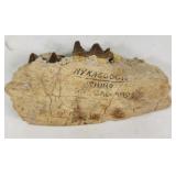 Rhino Fossilized Jaw Bone South Dakota