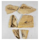 Knightia Fossil Fish Plates (6)