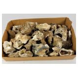 Fossilized Barnacle Pieces