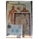 Muscular System, Accupressure+ Posters (3)