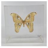 Atlas Moth Framed Taxidermy