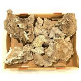 Fossilized Marine Coral Specimens