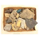 Fossilized Vertebrae, Plants & Crinoid Segments