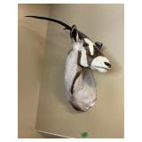 AFRICAN GEMSBOK ORYX ANTELOPE MOUNT
