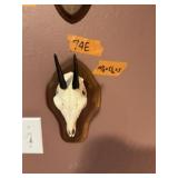 BUSH DUIKER, 10.5"X5.5"X5"