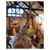 FULL LEOPARD ON TREE SCENE MOUNT-92" TALL