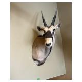 AFRICAN GEMSBOK ORYX ANTELOPE MOUNT
