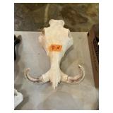 WART HOG SKULL
