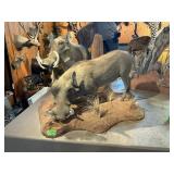 FULL MOUNT WARTHOGS SCENE ON STAND 50"WX37"TX75"L