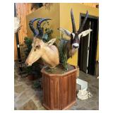 HARTEBEEST +ROAM ANTELOPE 5