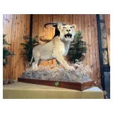 AFRICAN LIONESS FULL MOUNT! 7FT LONG HEAVY!