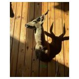 ELAND ANTELOPE SHOULDER MOUNT