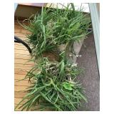 ALOE VERA LIVE PLANTS LOT OF 2