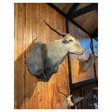 CAPE ELAND SHOULDER MOUNT SEE DETAILS