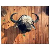 CAPE BUFFALO-38"SPREAD, 32" TALL, 37" DEEP