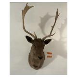 FALLOW DEER SHOULDER MOUNT- 41" TALL,22"W,23"D