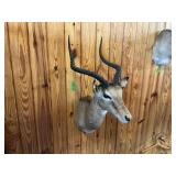 IMPALA 20" HORNS, ENTIRE MOUNT ~36"