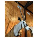 KALAHARI GEMSBOK 37" HORNS, 58" TALL