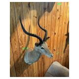 IMPALA 25" HORNS, ENTIRE MOUNT ~40"