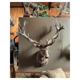 RED EER SHOULDER MOUNT 56" SPREAD 27 POINTS