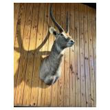 WATERBUCK SHOULDER MOUNT SEE DETAILS