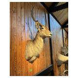 WATERBUCK SHOULDER MOUNT SEE DETAILS