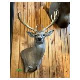 WHITETAIL DEER- 10 POINT MOUNT