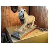 AFRICAN LION FULL MOUNT! 8 FT LONG, SEE DETAILS