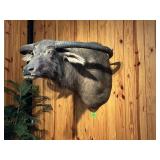 WATER BUFFALO COW- 42" SPREAD HORNS, 44"DX 33"TALL