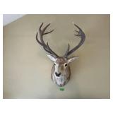 SILKA/FALLOW DEER SHOULDER MOUNT 45"TX37"DX31"W