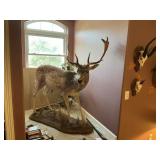 FALLOW DEER FULL MOUNT 52"LX24"WX32"D