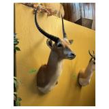 RED IECHWE SHOULDER MOUNT SEE DESC