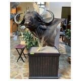 SHOULDER MOUNT CAPE BUFFALO ON STAND SEE DESC