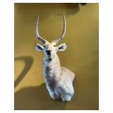 WATERBUCK SHOULDER MOUNT, LARGE ANTELOPE