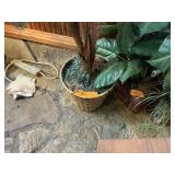 PLANTS LOT OF 3