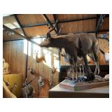 SOUTHERN NYLA 43"TALLX64" LONG NOSE TO TAIL