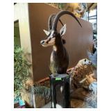 SABLE ANTELOPE 40" LONG HORN, HIDE IN STAND INSERT