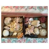 SEA SHELLS, X2 BOXES