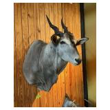 CAPE ELAND-56"TALLX24" HORNSX50"DEEP, THICK NECK