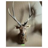 SIKA DEER, 29" HORNS, 25" SPREAD, 52" OVERALL