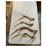 GROUP OF 4 ANTLERS