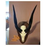 BUSH BUCK AFRICAN ANTELOPE, 16"X7"X12.5"