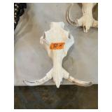 WART HOG SKULL