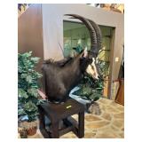 SABLE ANTELOPE ON STAND 38" HORNS, 82" TALL TOTAL