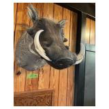 WARTHOG--24" DEEP, 8" TUSKS